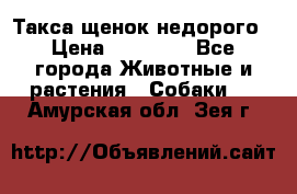 Такса щенок недорого › Цена ­ 15 000 - Все города Животные и растения » Собаки   . Амурская обл.,Зея г.